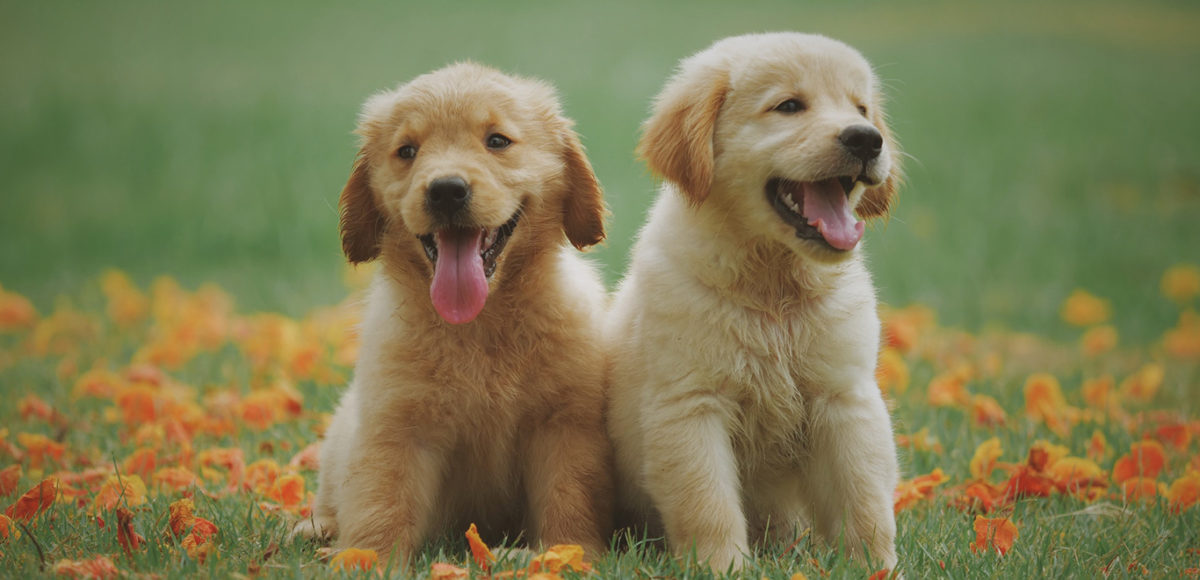 Two puppies in a field with flowers