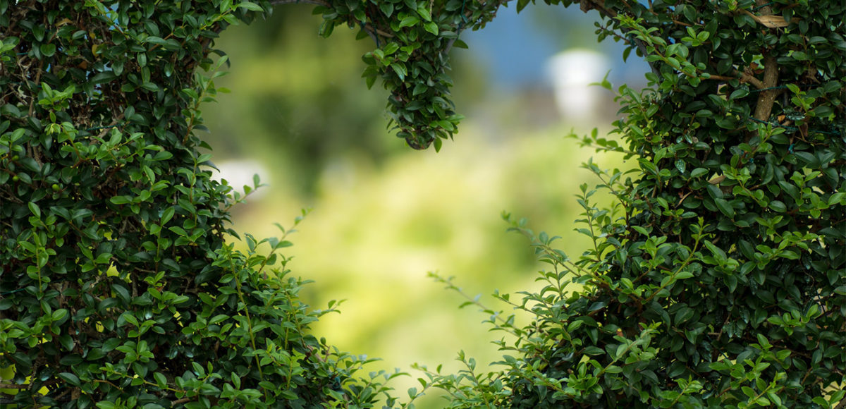 The shape of a heart trimmed into a shrubbery