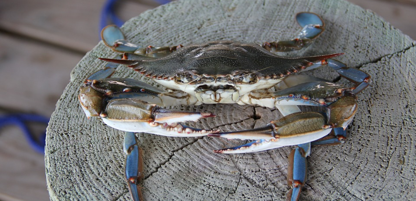 Blue crab on a pier in Chesapeake Bay