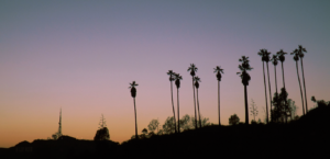 Los Angeles palm trees at dusk