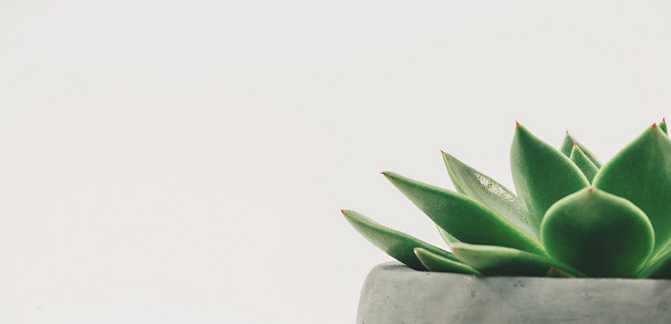 Simple corner view of a green succulent plant