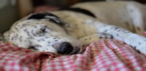 Spotted black and white dog sleeping on a red and white checkered blanket