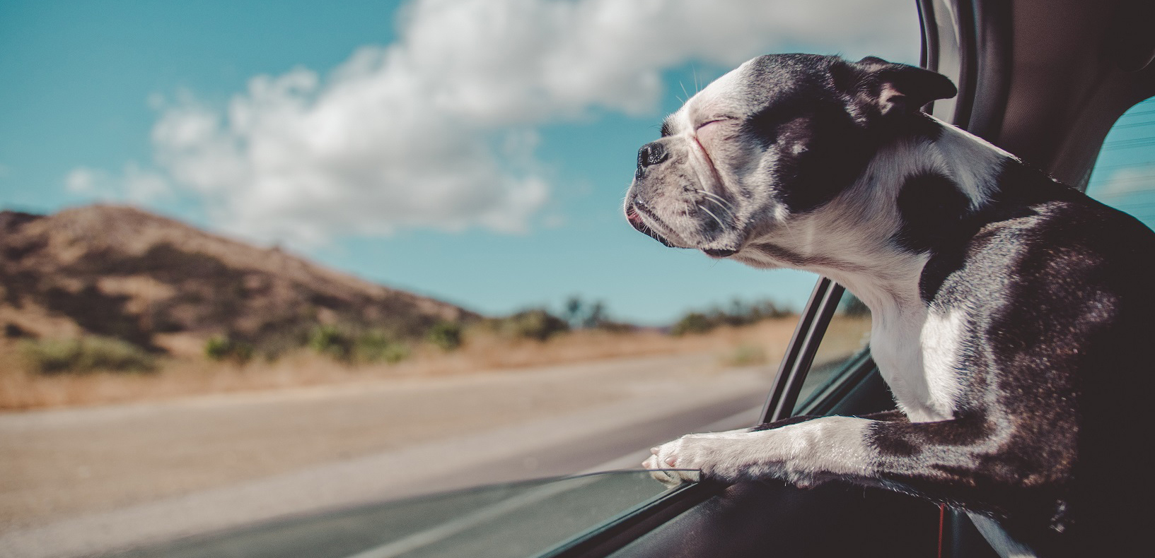 A black and white dog sticks its head out of the car window during a drive through the mountains