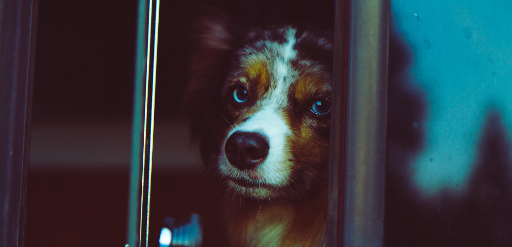 A multi-colored dog looks out the window of a train during ground transportation