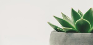 Spiky green succulent in a gray pot against a white background