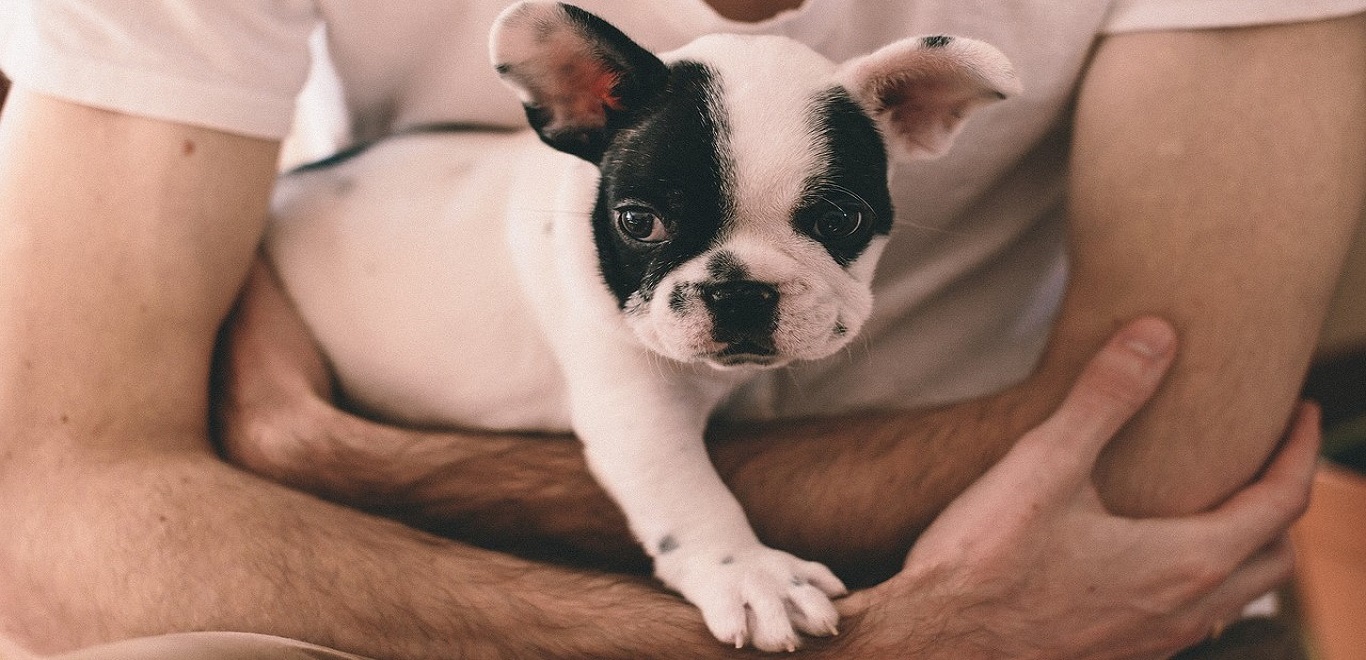 Male arms holding a black and white puppy