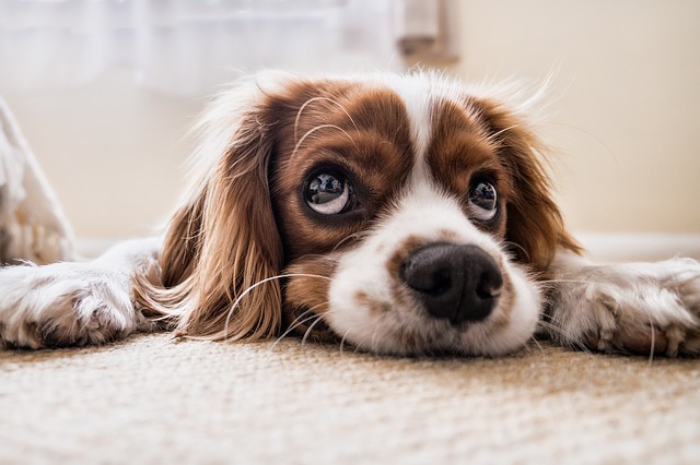 Adorable brown and white dog lying on floor and looking at the camera with big eyes