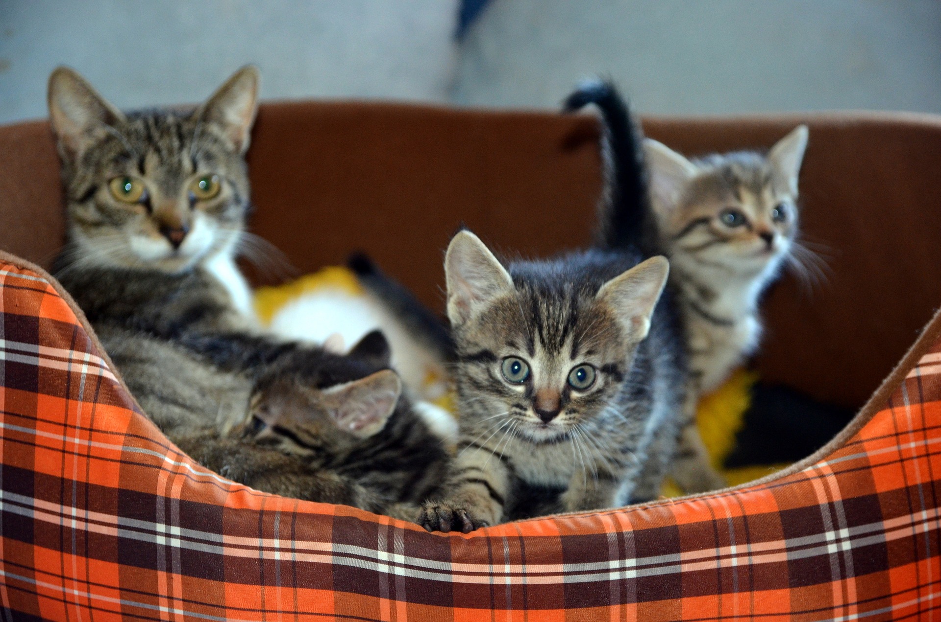 A gray tabby momma cat and her kittens lounging in a tartan cat bed in an apartment