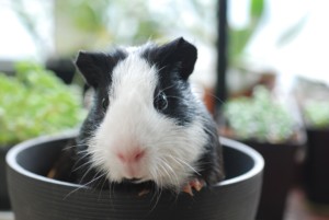 Cute black and white Guinea pig peeking out from a gray pot