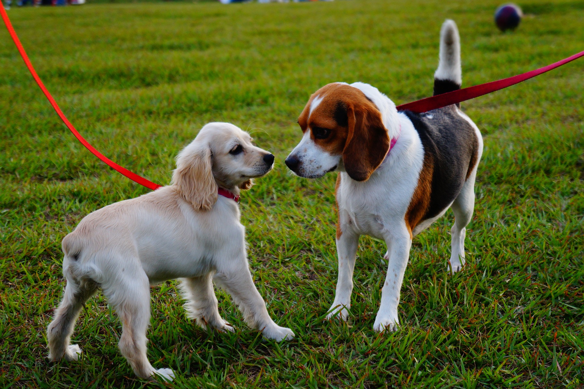 Two leashed dogs meeting at a dog park on green grass