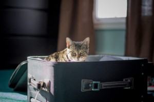 Pet cat hidden inside a gray suitcase
