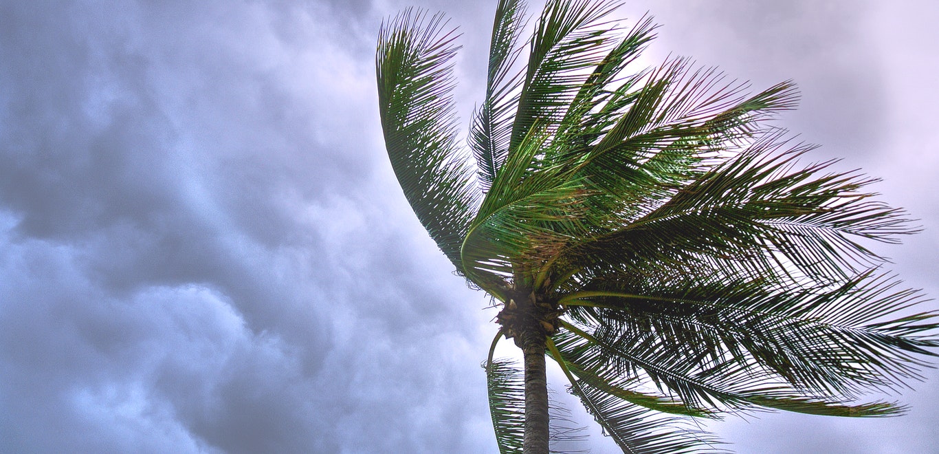 Palm tree blowing in wind against cloudy sky