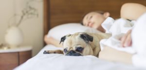 Woman sleeping on white sheets with a pug in bed with her
