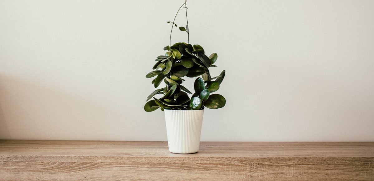 House plant in a white pot sitting on wooden table