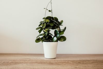 House plant in a white pot sitting on wooden table
