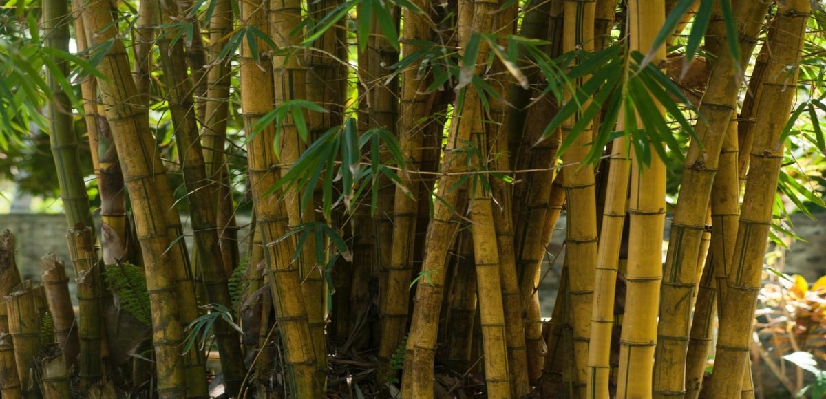 Close-up shot of a bamboo forest