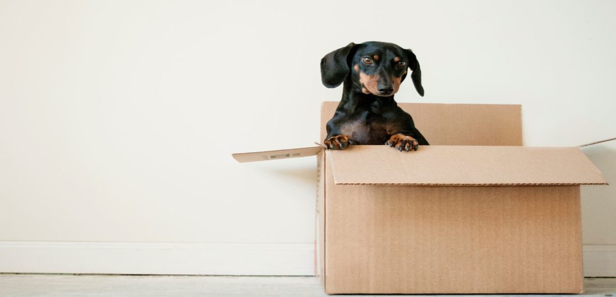 A small dog sits in an empty cardboard box against a blank wall