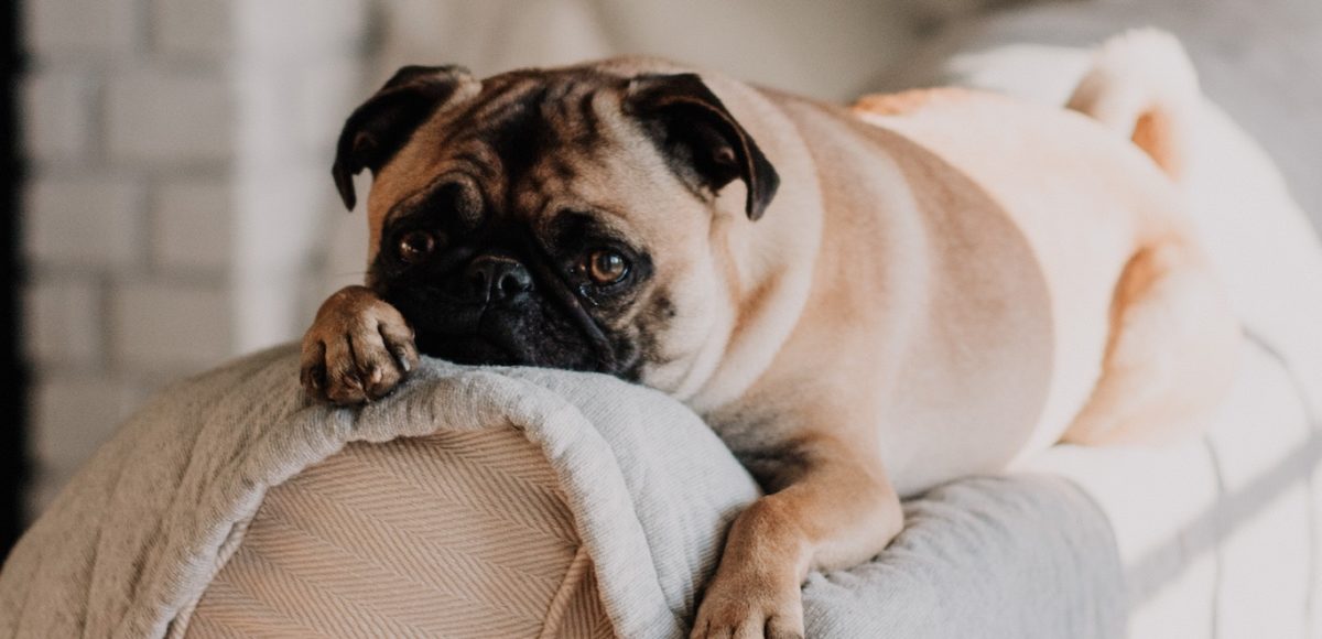 A brown and cream colored pug dog reclines in the sunlight on the back of a stylish sofa