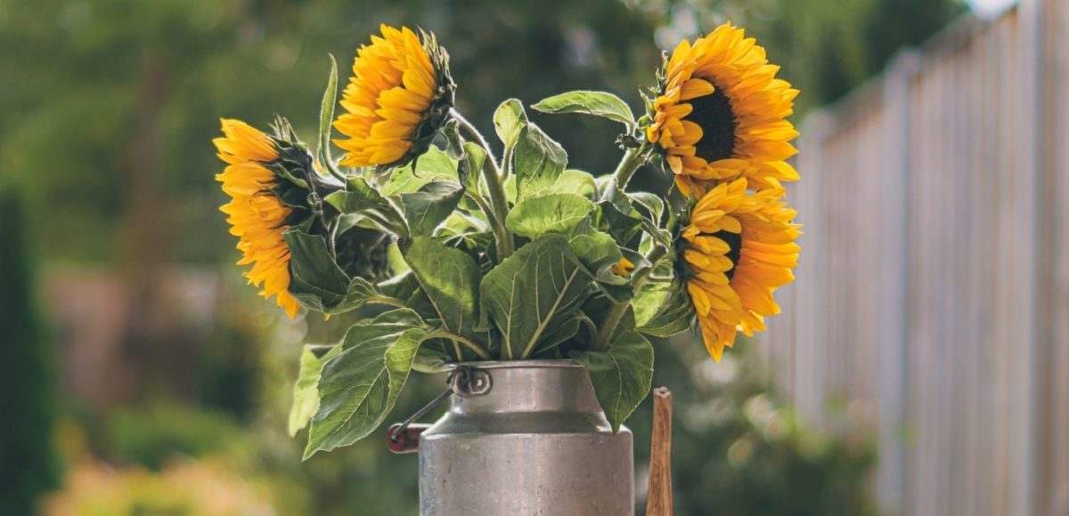 metal vase of sunflowers