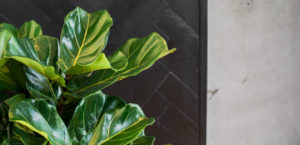Faux fig leaf plant in front of a modern black textured wood art piece and a concrete wall.