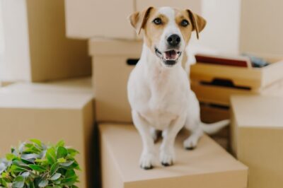 A small brown and white dog sits on a pile of moving boxes.