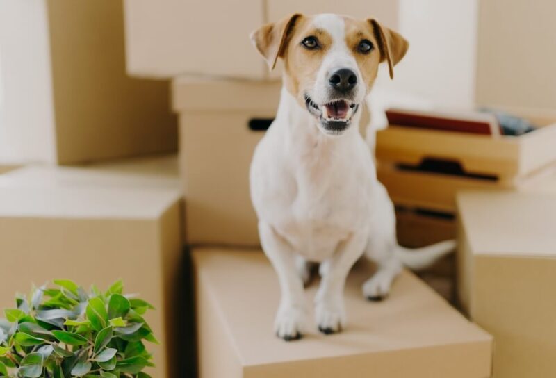 A small brown and white dog sits on a pile of moving boxes.