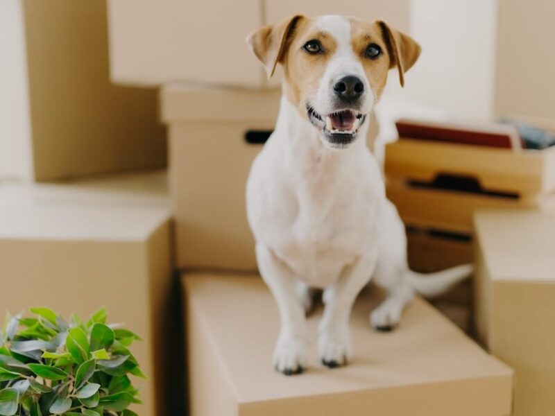 A small brown and white dog sits on a pile of moving boxes.