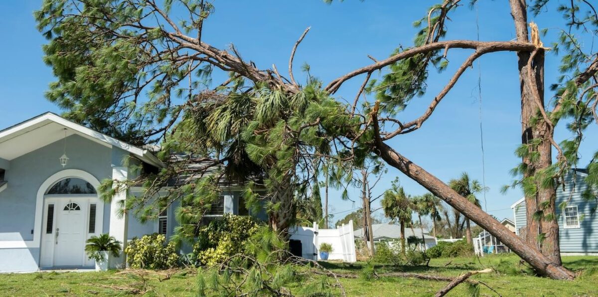 A home with a fallen tree in the front yard.