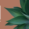 The background is the 2024 Pantone Color of the Year, Mocha Mousse, with a bright green succulent in the foreground.